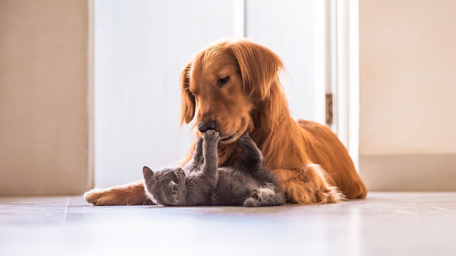 Pet Insurance
