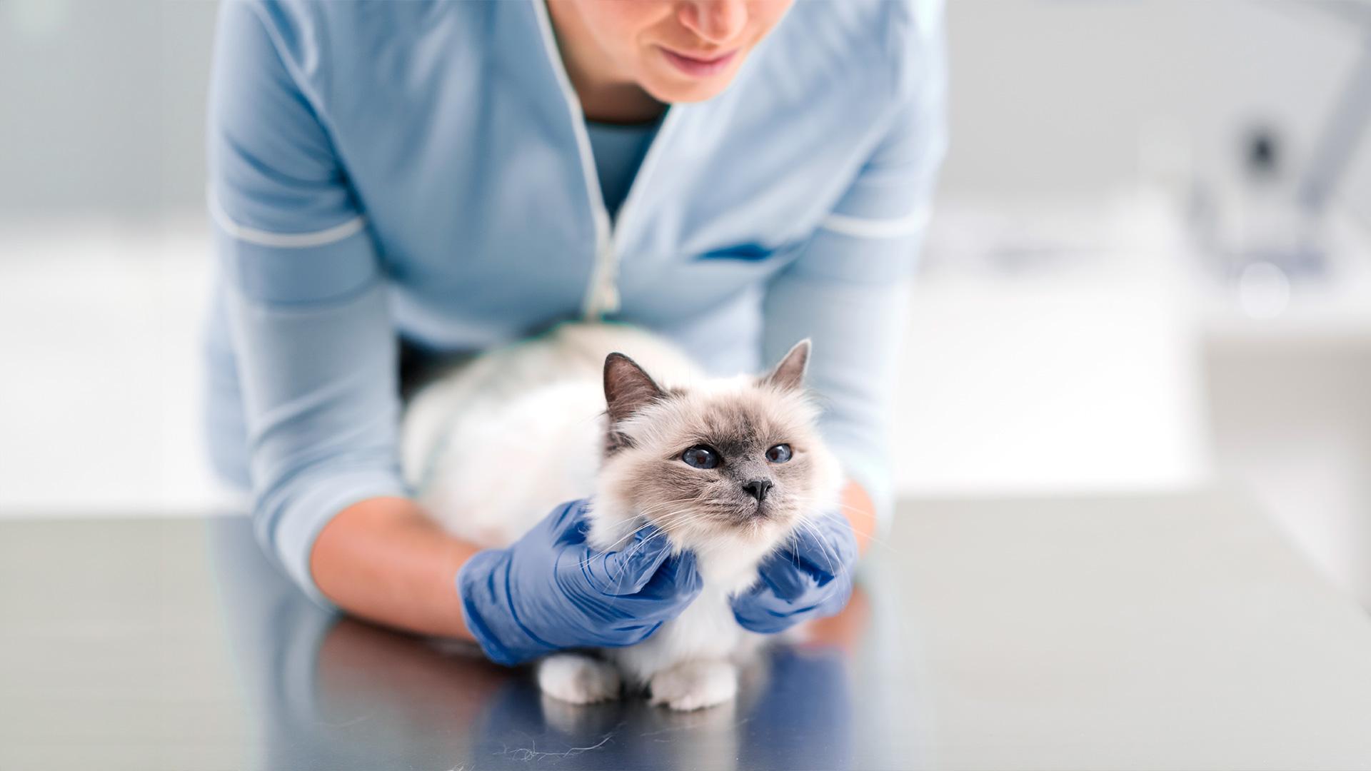 1920x1080_assurance_animaux_chat_veterinaire_2.jpg